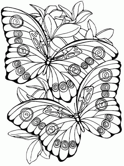 Plansa de colorat cu Fluturi 60 57